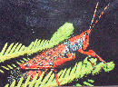 Liechardt Grasshopper - Courtesy of Funky Creation - Strictly Copyright