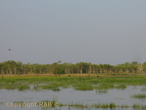 Mamukala Wetlands Bird Watching in Kakadu National Park